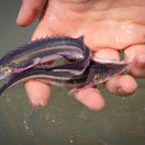 jeseter malý, Dunaj