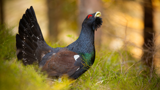 Ťažba v Nízkych Tatrách podľa ochranárov ohrozuje biotop hlucháňa, okresný úrad podnet prešetrí