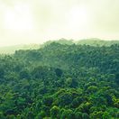 džungľa, les, Amazónia, prales, stromy, príroda