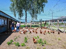 farma, Brezno