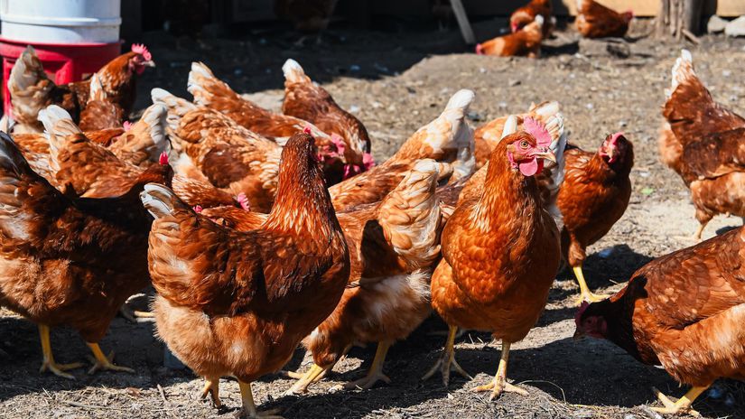 Breznianska farma Brezinka má v súčasnosti...