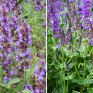 šalvia lekárska, šalvia hájna,