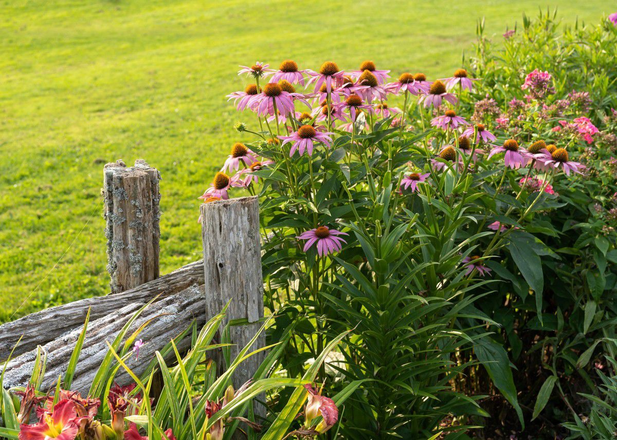 Echinacea – slnečný magnet na včely.