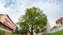 Ginko, strom roka 2025