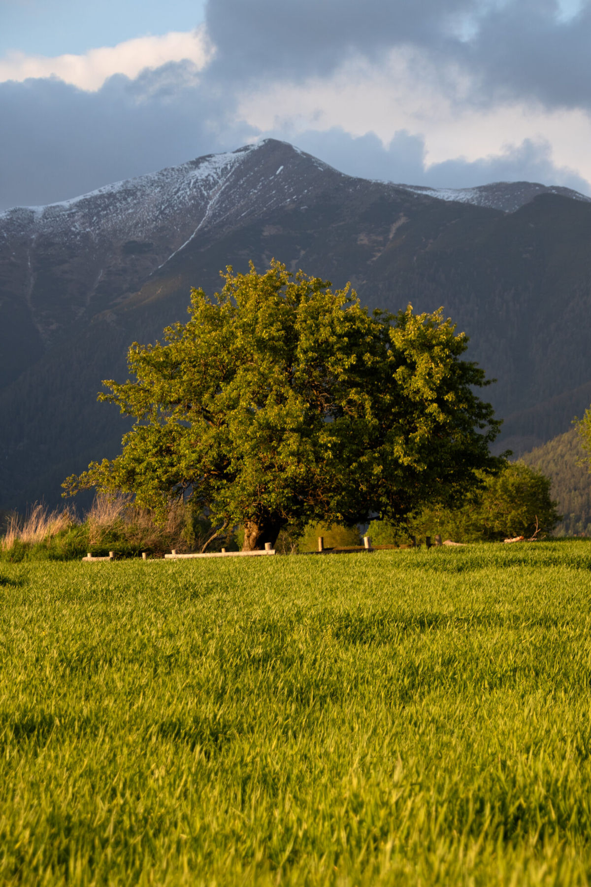 Jabloň planá na vrchu Diel nad obcou Žiar