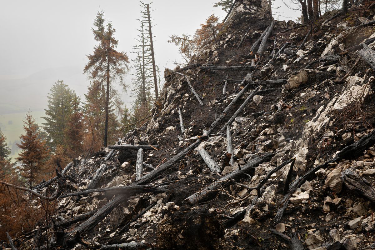 Časť lesa v Jaloveckej doline vyzerala...