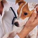 pes, alergia,