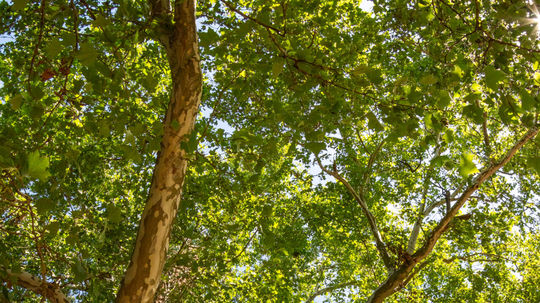 Platan javorolistý v areáli parku Materskej...