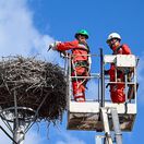 SR Chocholná Velčice Bociany mláďatá krúžkovanie TNX