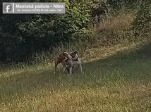 Ušli majiteľovi a potulovali sa po Nitre....