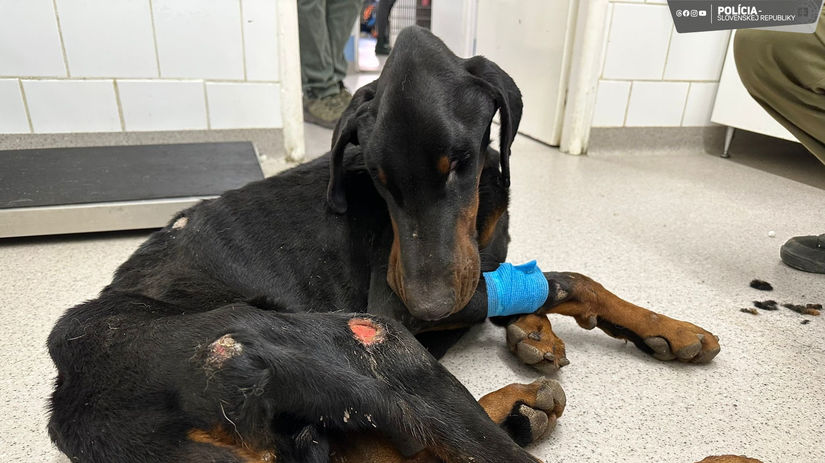 doberman