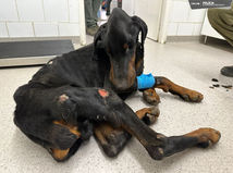 doberman