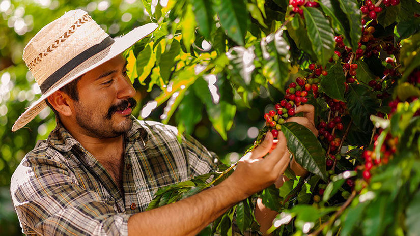 Farmár a káva arabica na kávovom kríku.