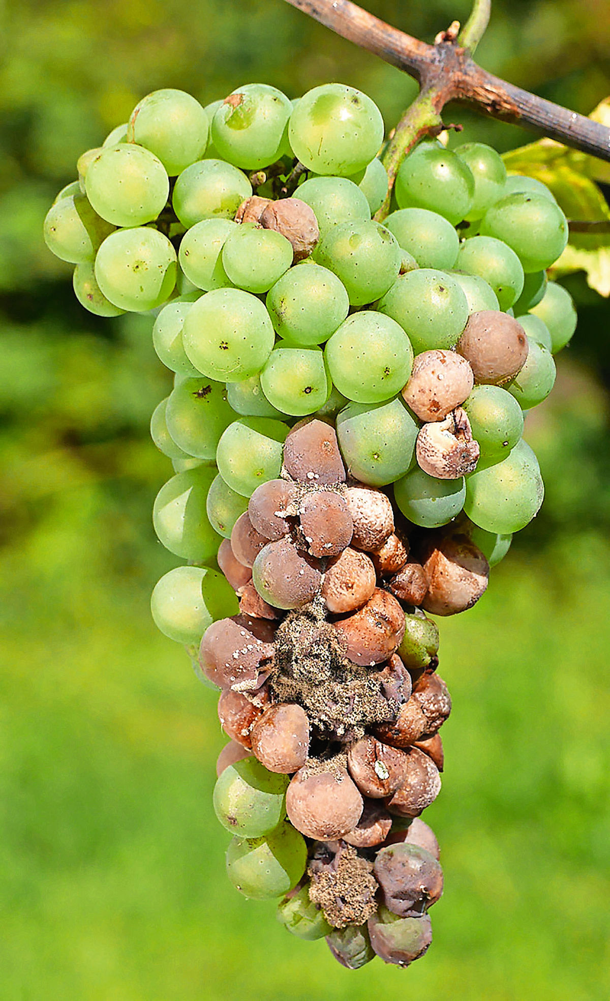 Botrytída na viniči