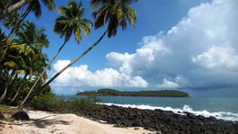 Guyana, pláž, more, palma, dovolenka, cestovanie, piesok,