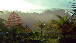 guyana, príroda, stromy, les, rastliny