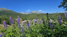 Štrbské Pleso, mReportér
