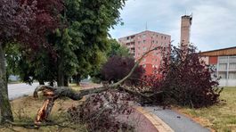 Spadnuty strom v Roznave