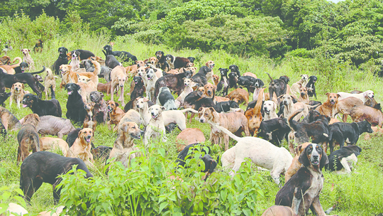 Territorio de Zaguates