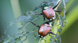 chrústovec japonský