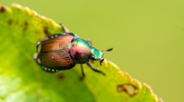 chrústovec japonský