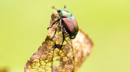 chrústovec japonský