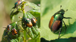 chrústovec japonský