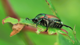 chrústovec japonský