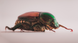 chrústovec japonský