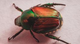 chrústovec japonský