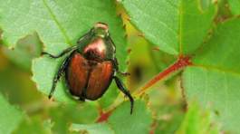 chrústovec japonský