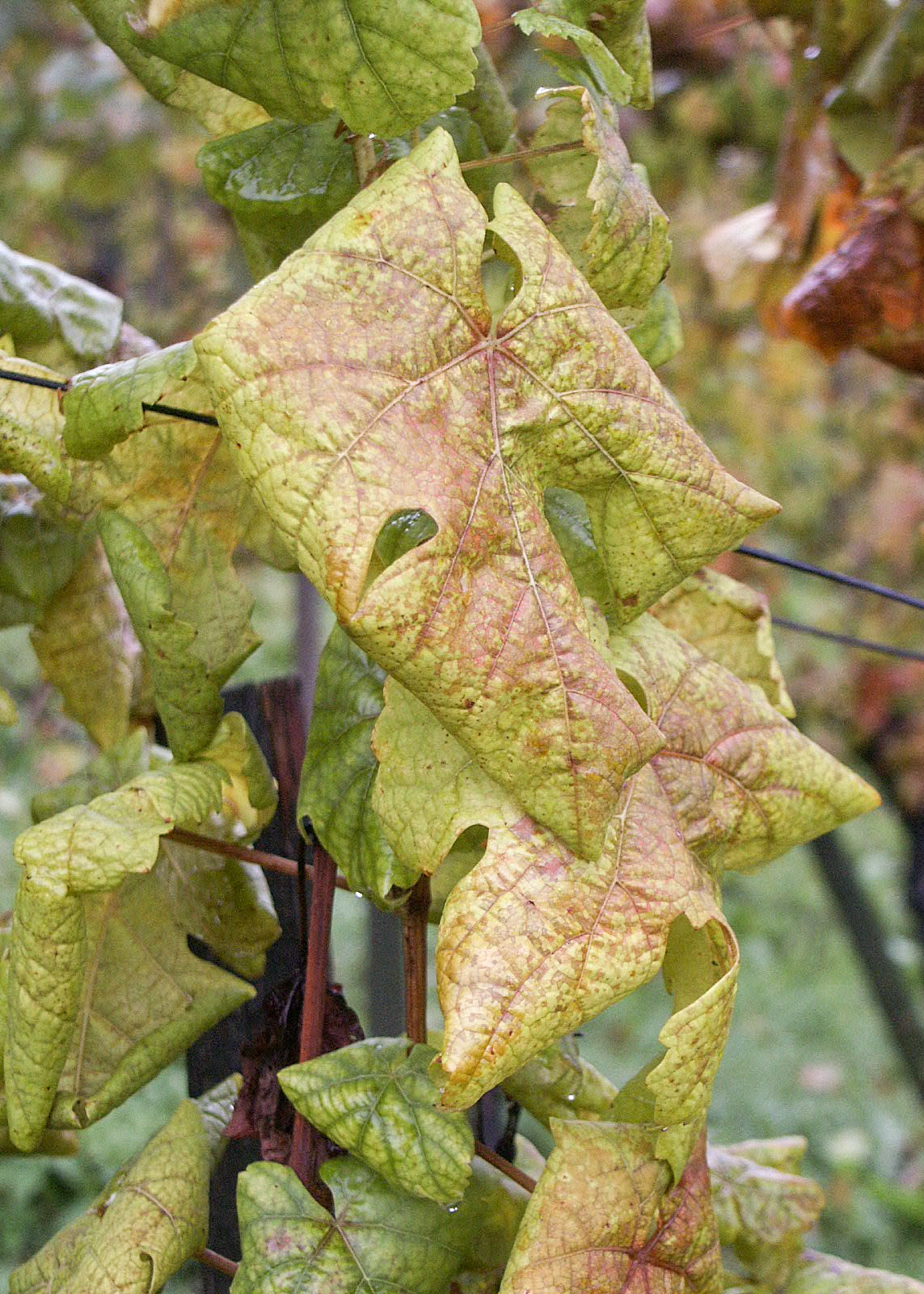 Ohýbanie a sčervenanie listov viniča...