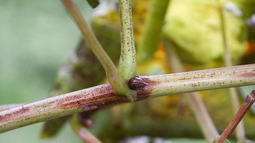 Fytoplazma žltnutia viniča