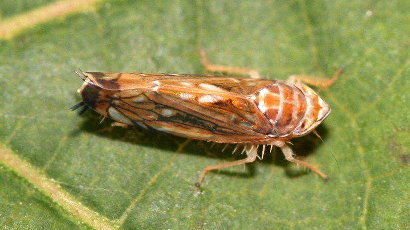 Dospelý jedinec cikádky Scaphoideus titanus.