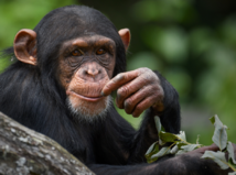 Aj šimpanzy môžu meniť názor, potvrdili...