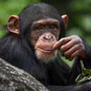 šimpanz