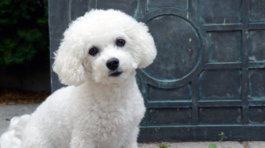 bichon Frisé, pes
