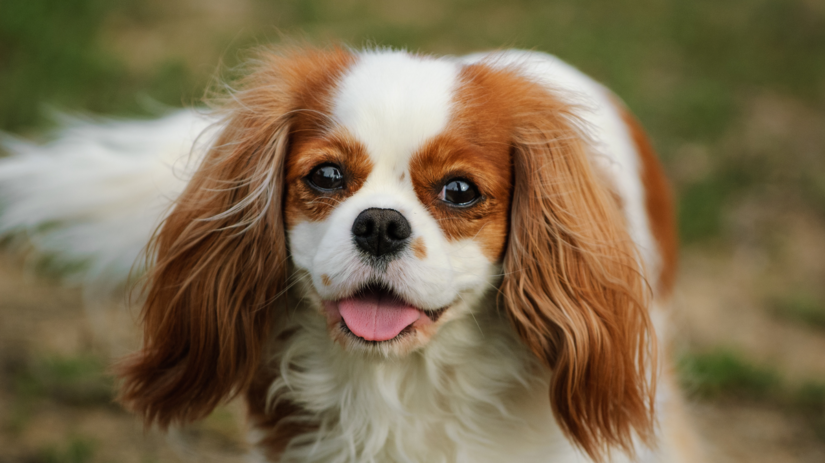 Cavalier King Charles španiel