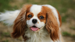 Cavalier King Charles španiel, pes