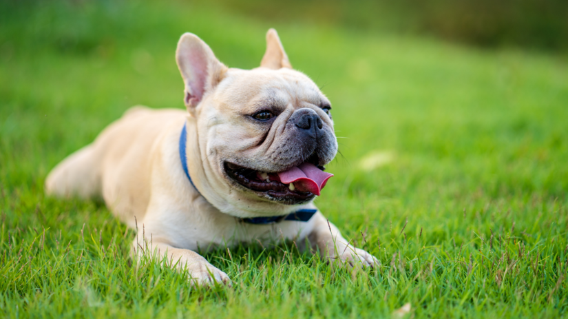 Francúzsky buldoček