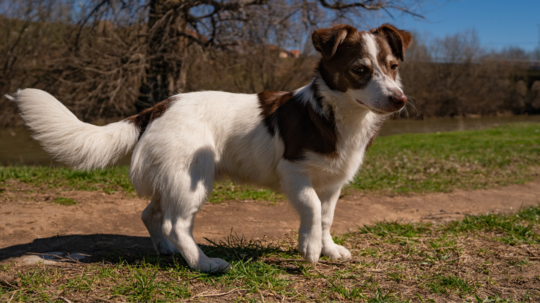 Británia chce zlepšiť starostlivosť o domáce zvieratá. Prichádza s veľkou reformou