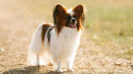 papillon, pes
