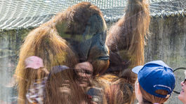 ZOO, prázdniny, orangutan, ZOO, Svetový deň šimpanzov