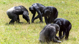 ZOO, šimpanz, kŕmenie, Svetový deň šimpanzov