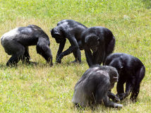 ZOO, šimpanz, kŕmenie, Svetový deň šimpanzov