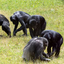 ZOO, šimpanz, kŕmenie, Svetový deň šimpanzov