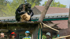 ZOO, šimpanz, kŕmenie, Svetový deň šimpanzov