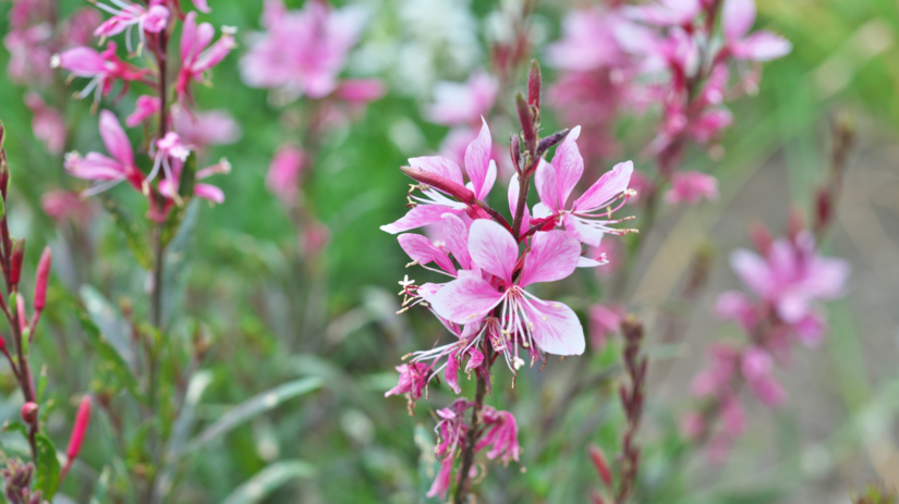 Gaura