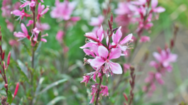 gaura