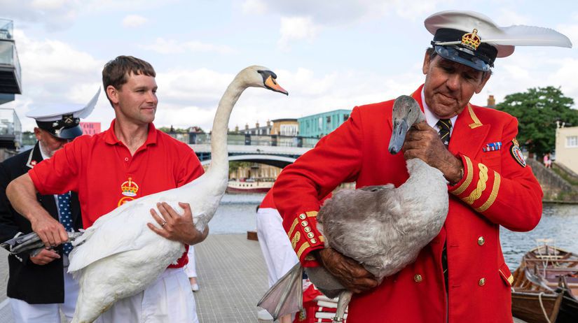Swan Upping, Británia, labute